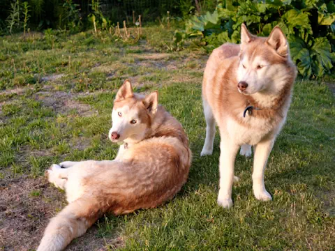 Two white and brown huskies on grass